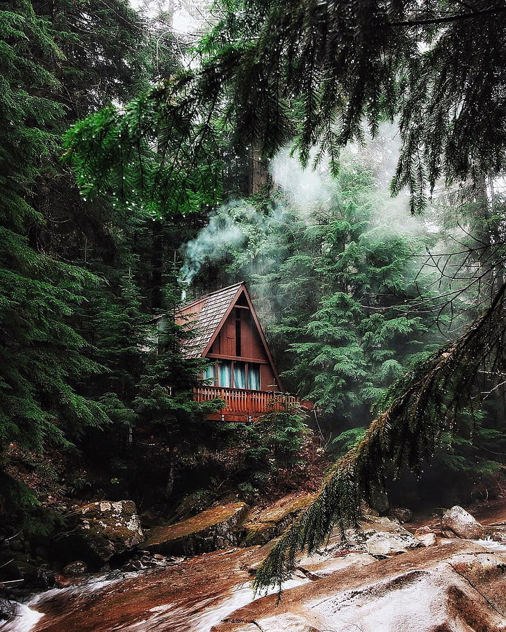 brown wooden house, forest, river, landscape, tree, plant, architecture