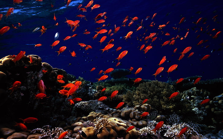 school of red fish, tropical fish, sea life, coral, underwater