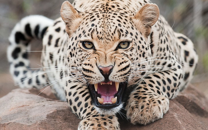 cheetah, leopard, aggression, face, teeth, undomesticated Cat