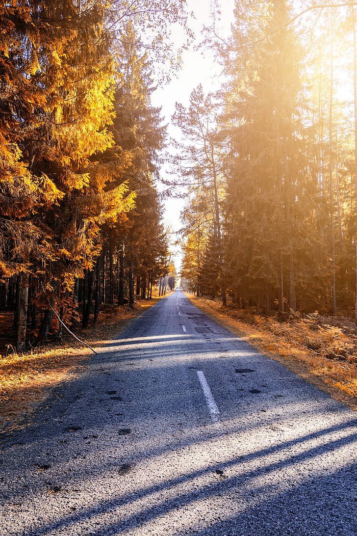 HD wallpaper: autumn, road, forest, sunlight | Wallpaper Flare