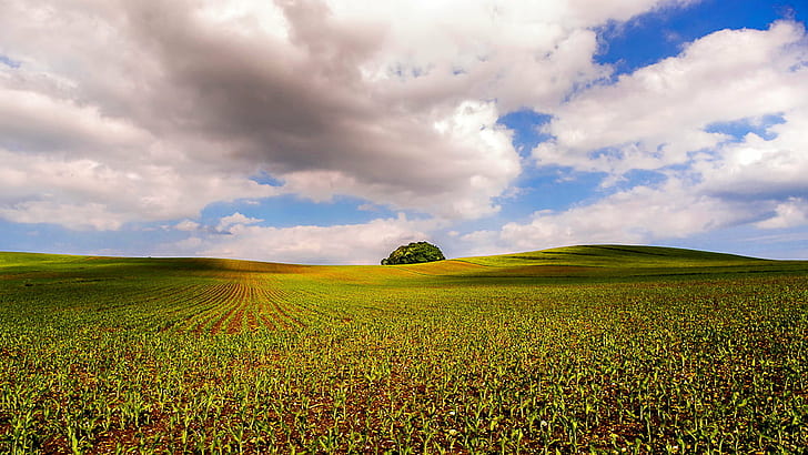 green corn plant during daytime, landscape, Sony  alpha  900