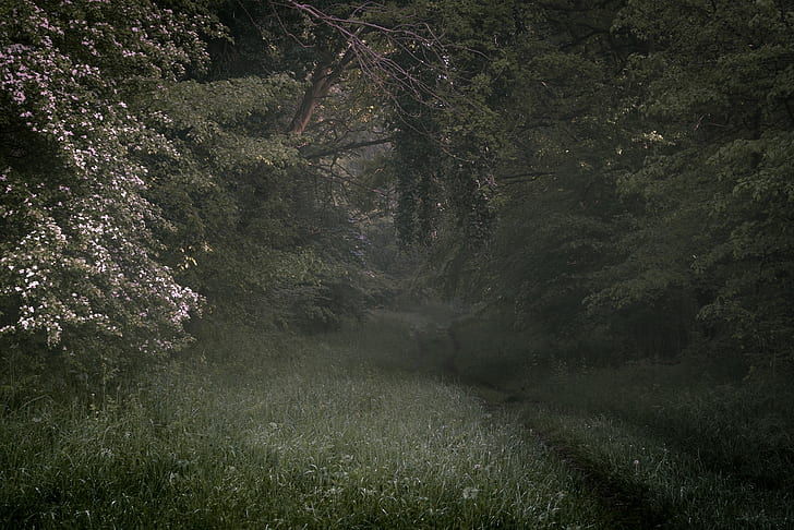 forest, path, trees, plants, flowers, grass