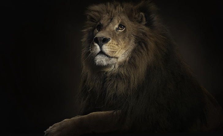 Lion King HD Wallpaper, brown lion, Aero, Black, Dark, Animal