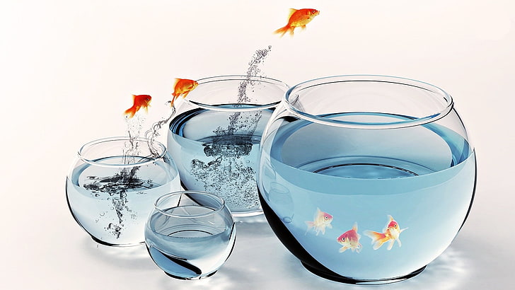fish, aquarium, water, goldfish, digital art, studio shot, fishbowl, HD wallpaper