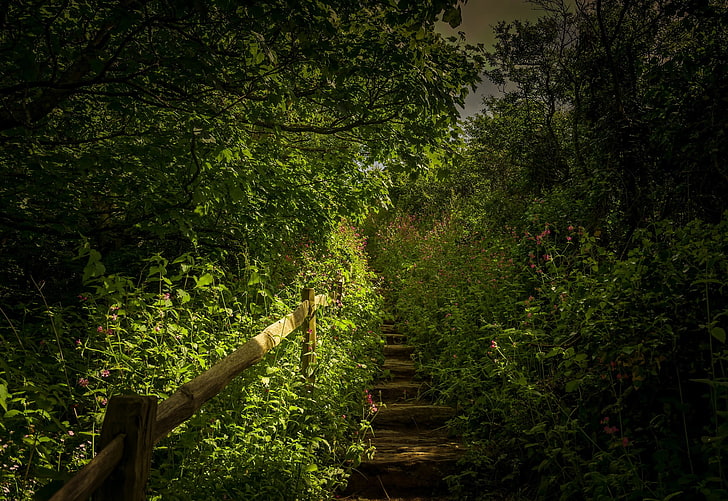 low angle photo of stairs, photography, nature, trees, forest, HD wallpaper
