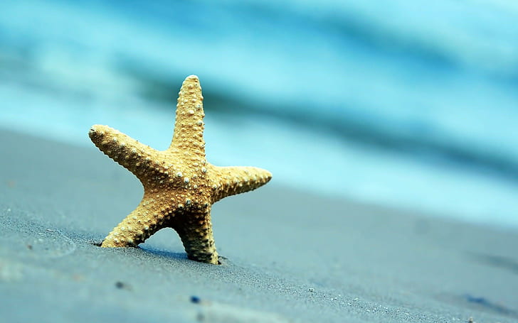 Starfish Sand Beach Summer, starfish endoskeleton, HD wallpaper