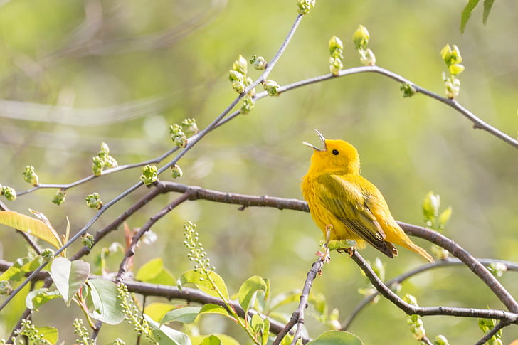 yellow bird on tree branch, yellow warbler, yellow warbler, Animalia, HD wallpaper