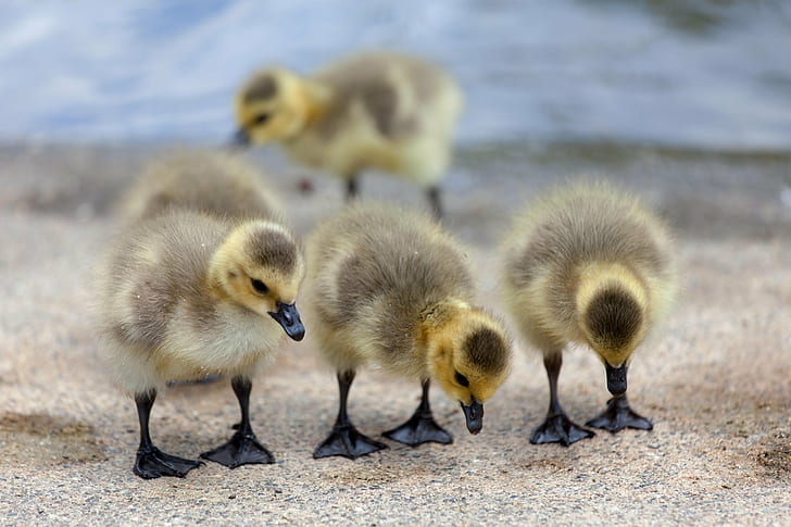 four gray-and-yellow ducklings standing on brown sand, Goslings