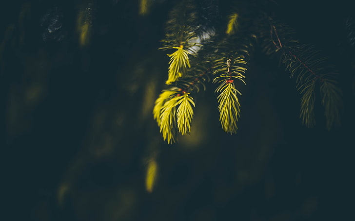 green leafed plant, photo of green leaf tree, spruce, macro, sunlight, HD wallpaper