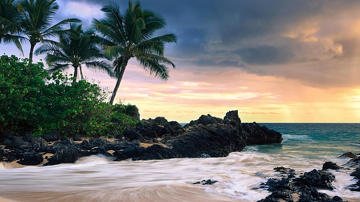 beach, palms, cloudy, wind, weather, palm tree, sea, water, HD wallpaper