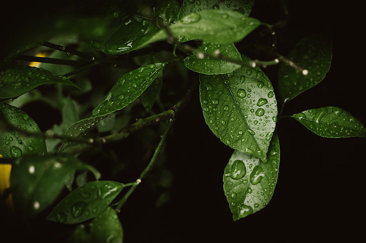 green leaves, drops, dew, leaf, nature, green Color, freshness, HD wallpaper