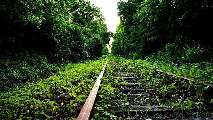 railroad, track, green, nature, path, railway, leaf, forest, HD wallpaper
