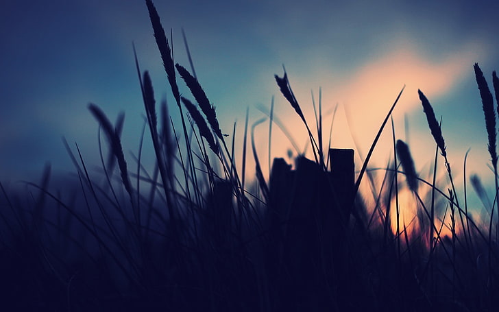 silhouette of plants, silhouette of grasses during daytime, nature