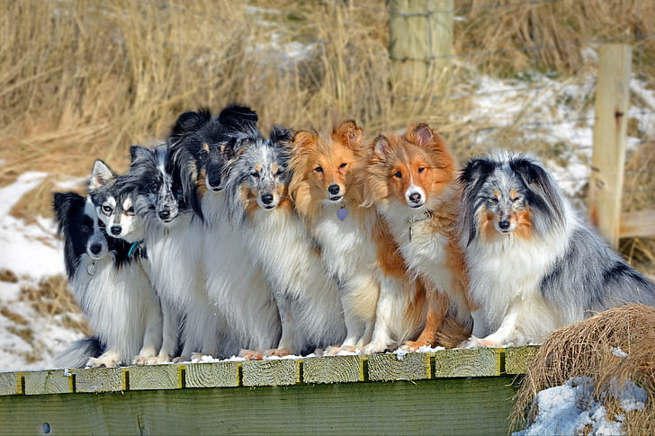dogs, company, Sheltie, The border collie, Shetland Sheepdog