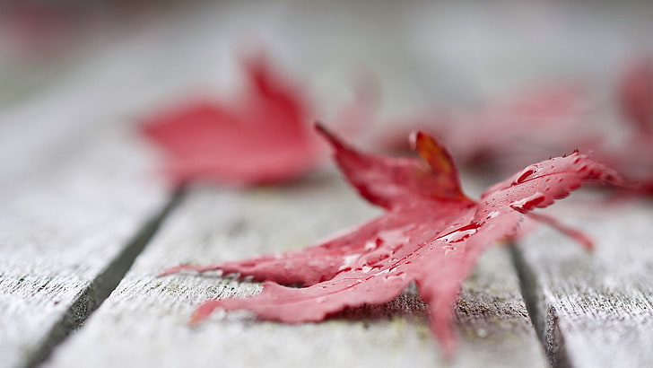 nature, leaves, maple leaves, macro, water drops, closeup, wooden surface, HD wallpaper