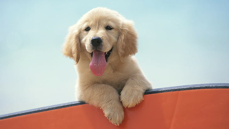 Labrador Retriever, golden retrievers, puppies, dog, animals, HD wallpaper