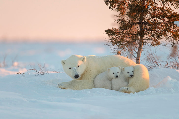 animals, polar bears, snow, baby animals, cold temperature, HD wallpaper