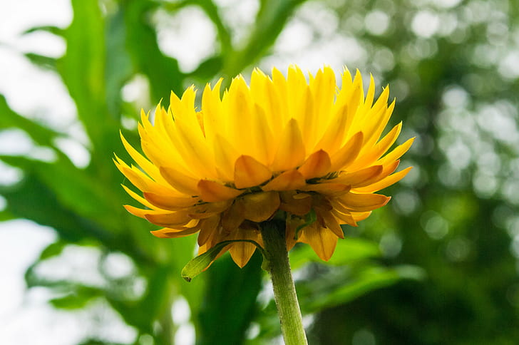 yellow flower, daisy, daisy, Bokeh, Closeup, Crop, DOF, Kodaikanal