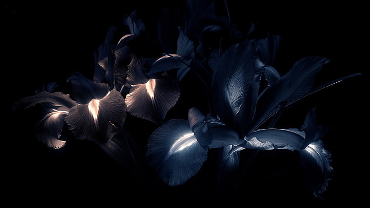 white and blue petaled flowers wallpaper, the dark background