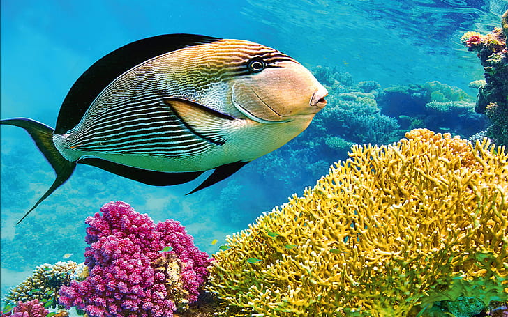 Thailand Andaman Sea Underwater Coral Fish Hd Wallpaper 1920×1200