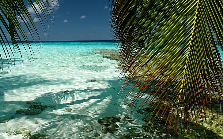 South Male Atoll, kaafu, maldives, indian ocean, foliage, landscape, HD wallpaper