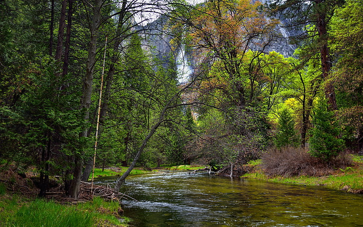 river surrounded of green plants and tress, yosemite national park, yosemite national park, HD wallpaper