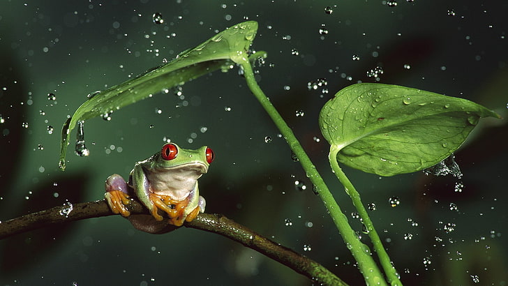 frog, animals, nature, amphibian, Red-Eyed Tree Frogs, water drops
