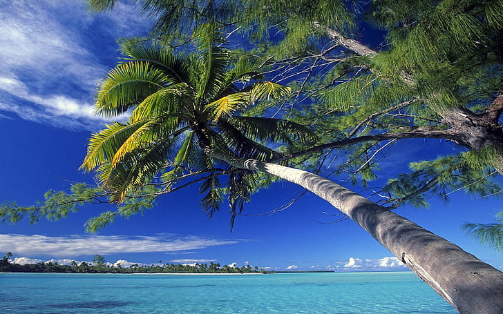 HD wallpaper: Palm Tree Society Island Beach Normal | Wallpaper Flare