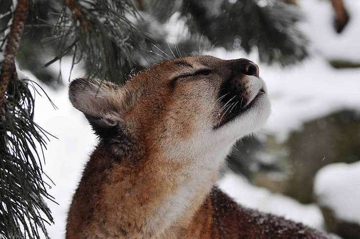 mountain lion, cougar, puma, wild cat, muzzle, snow, winter, animal