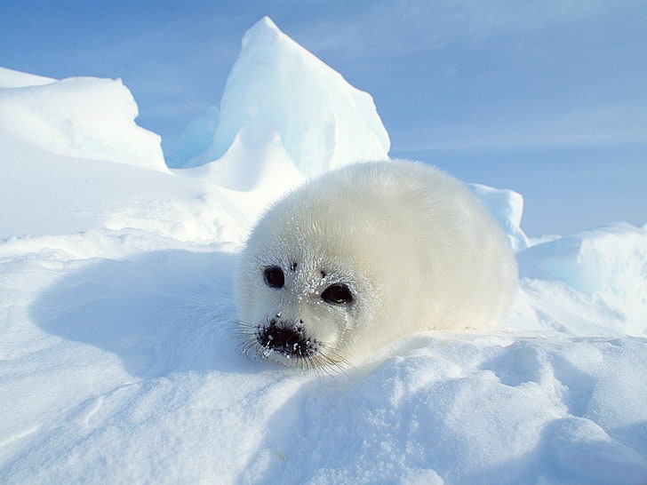 white harp seal on snow ground, fur, winter, animal, nature, cute