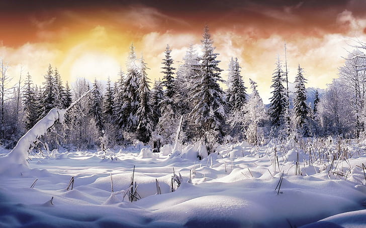 Winter Wonderl ( Second Version ), wonderland, nature, forest, HD wallpaper