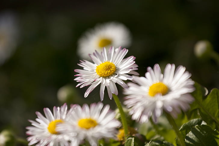 macro photography white Daisy flower at daytime, daisies, daisies, HD wallpaper