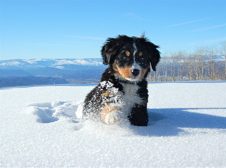 animal, bernese, cute, dog, mountain, puppy, snow, winter