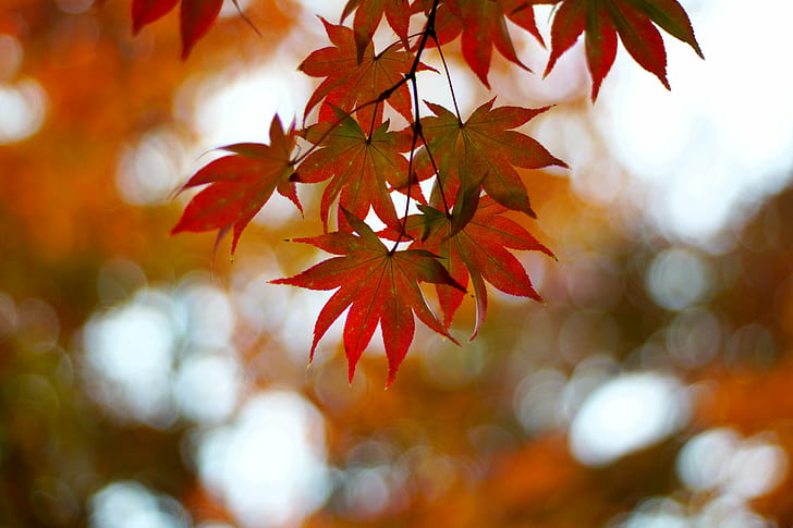 red leaf tilt-angled photography, japanese maple, japanese maple, HD wallpaper
