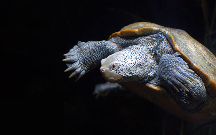 Baltimore Turtle, amphibians, animals, black, close‑up, nationalaquariuminbaltimore, HD wallpaper