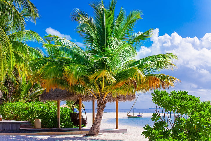 green plants, sand, sea, beach, palm trees, shore, summer, paradise, HD wallpaper
