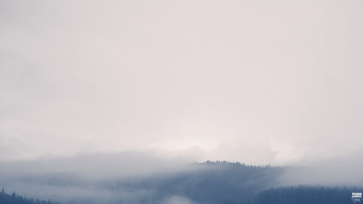 noisy, mist, forest, clouds, fog, environment, sky, scenics - nature, HD wallpaper