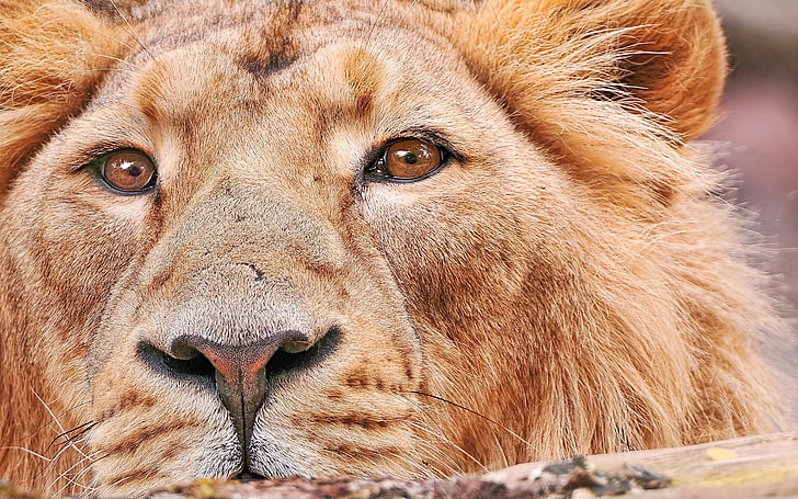 brown lion, closeup, animals, mammal, one animal, animal wildlife