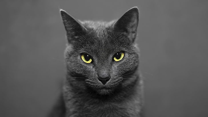 HD wallpaper: cat, gray cat, whiskers, eyes, mammal, russian blue, russian  blue cat | Wallpaper Flare