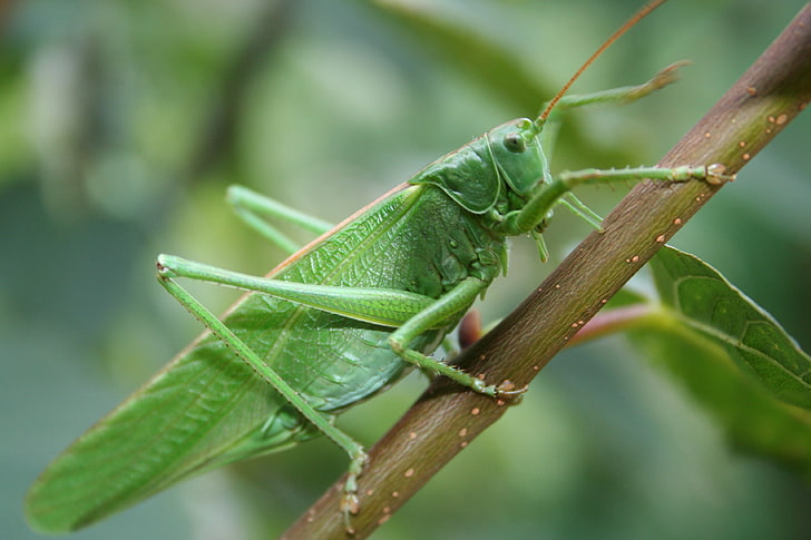 green katydid, grasshopper, insect, close-up, green color, animal themes, HD wallpaper