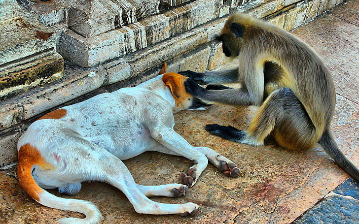 Funny monkey and dog, nurse, friends