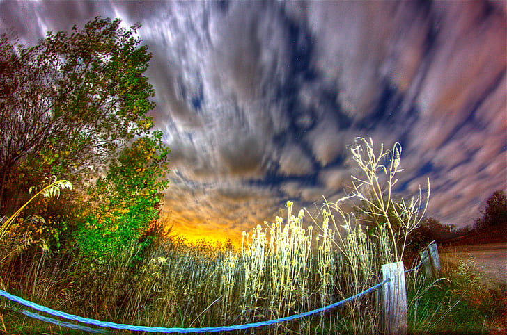 time lapse photography, cattails, cattails, night, landscape