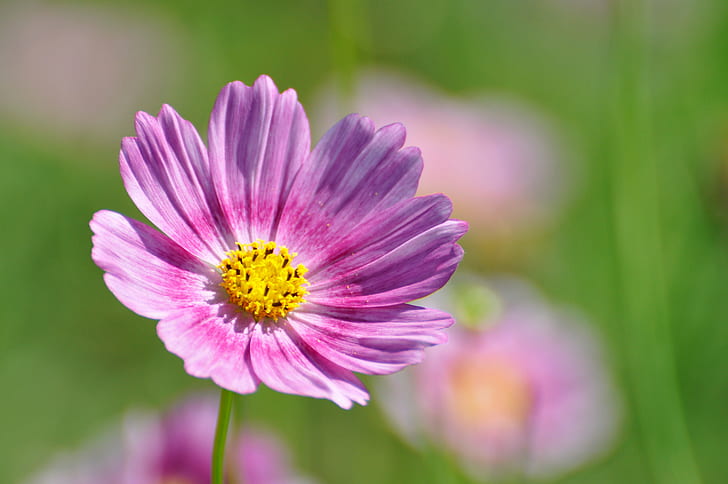 selective focus photo of pink Cosmos flower, Showa Memorial Park