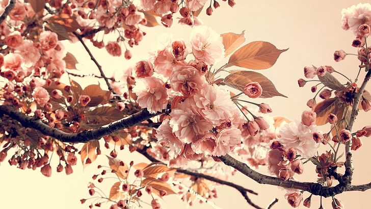 sakura blossoms, flowers, branch, plants, flowering plant, fragility, HD wallpaper