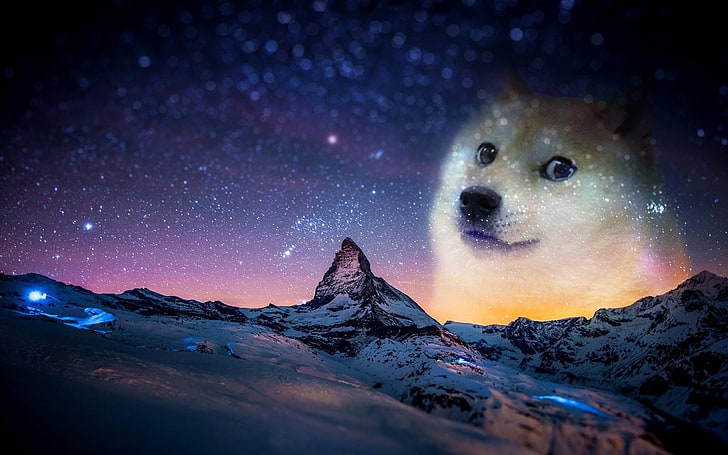 short-coated white dog, snow, night, animals, doge, memes, humor