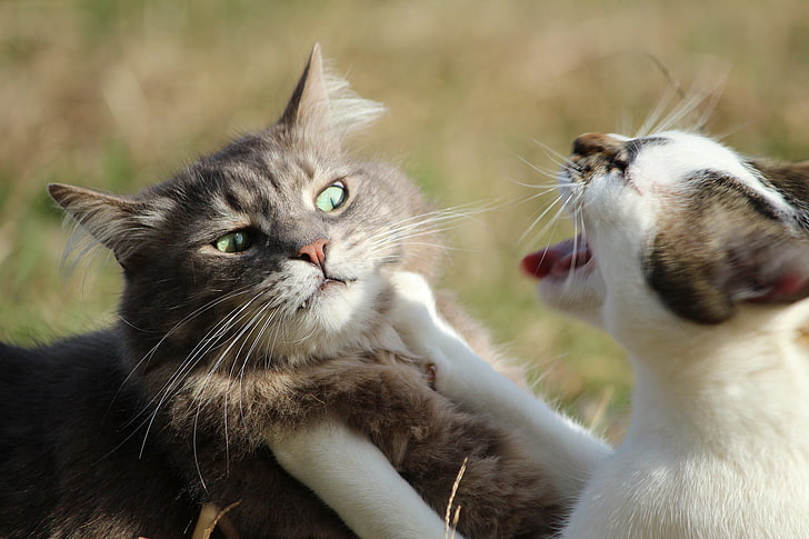 two gray and white cats, fight, aggression, pets, domestic Cat