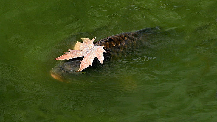 animals, fish, carp, leaves