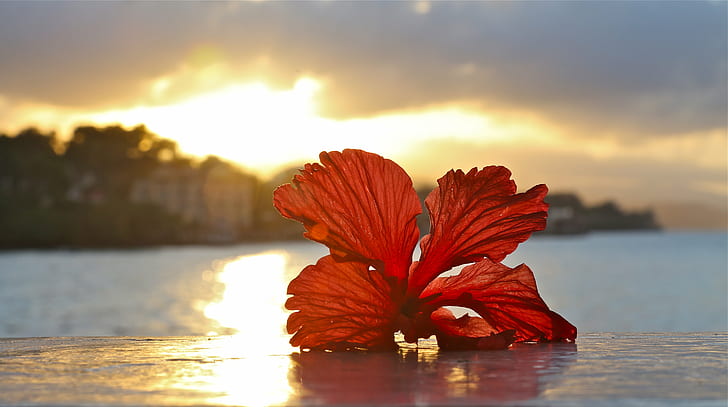 shallow focus photography of red hibiscus on body of water during sunrise, hibiscus