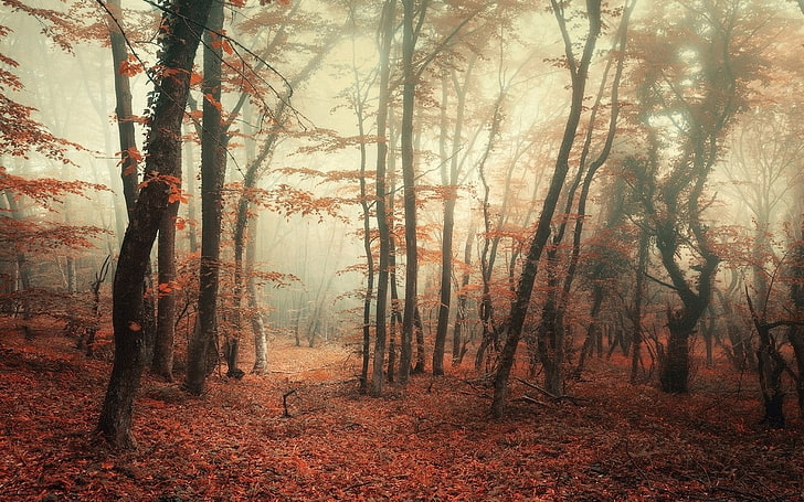 nature, landscape, forest, mist, trees, fall, leaves, morning, HD wallpaper