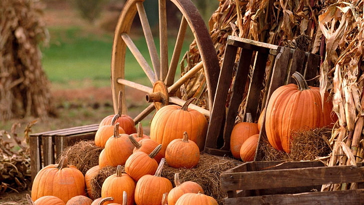 halloween, pumpkins, grass, autumn, celebration